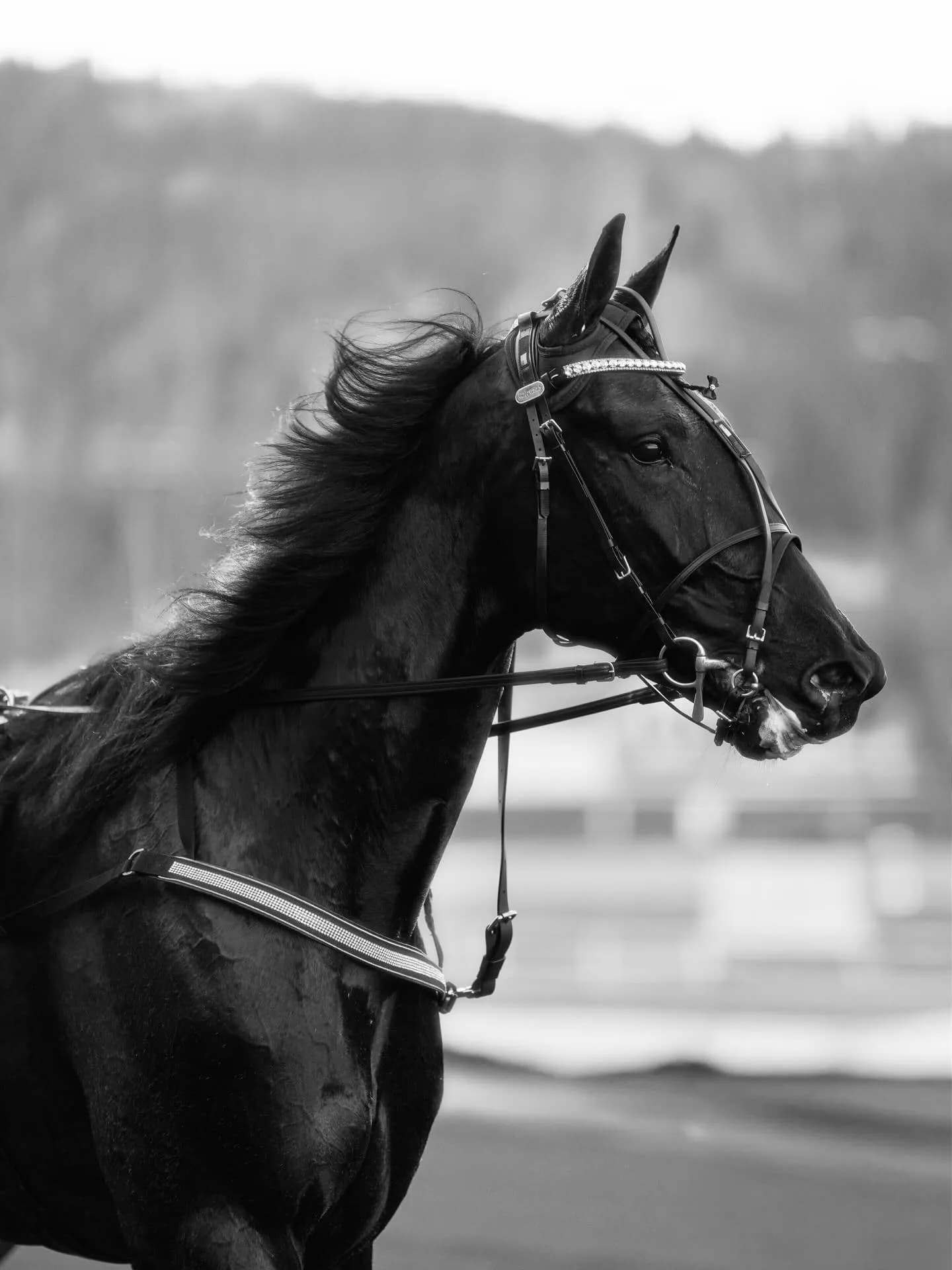Bergsåker Racecourse